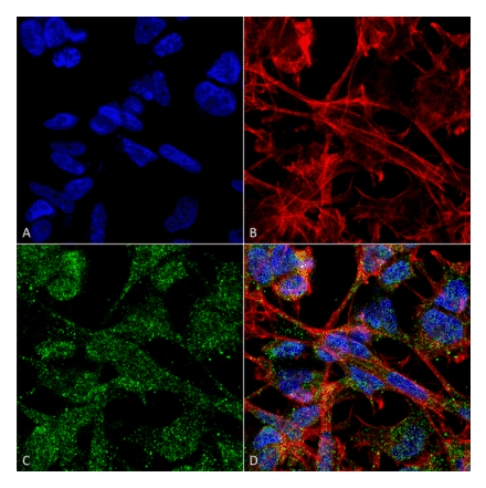 Immunocytochemistry/Immunofluorescence - Anti-KCC2 Antibody [S1-12] (A304964) - Antibodies.com