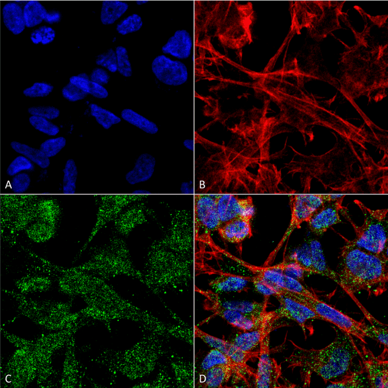 Immunocytochemistry/Immunofluorescence - Anti-KCC2 Antibody [S1-12] (A304964) - Antibodies.com