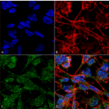 Immunocytochemistry/Immunofluorescence - Anti-KCC2 Antibody [S1-12] (A304964) - Antibodies.com