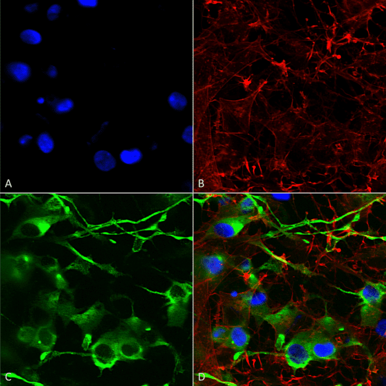 Immunocytochemistry/Immunofluorescence - Anti-KCC2 Antibody [S1-12] (A304964) - Antibodies.com