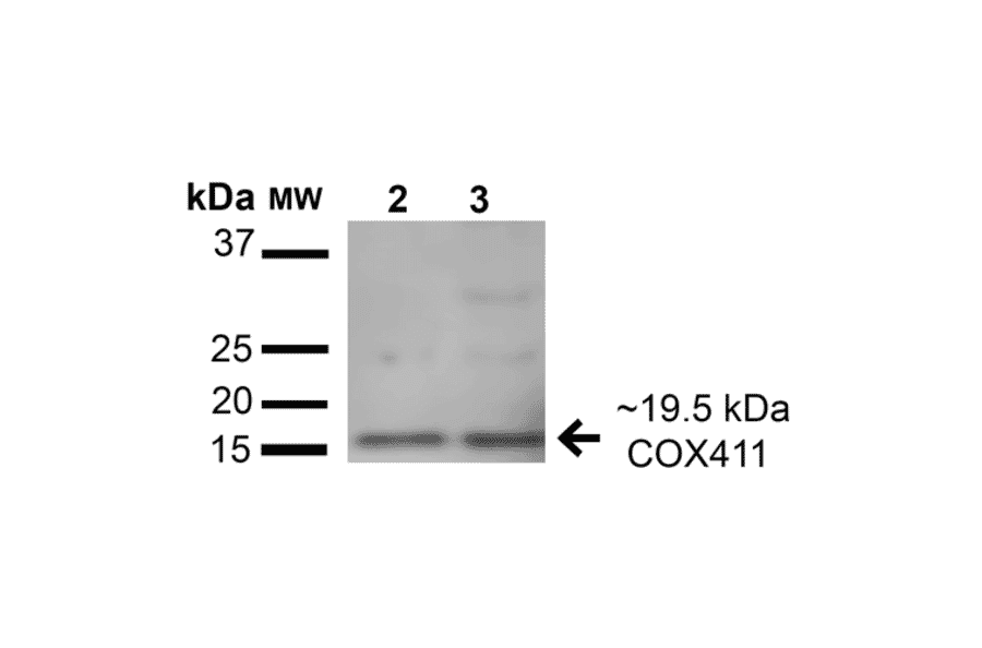 Western Blot - Anti-COX IV Antibody (A304966) - Antibodies.com