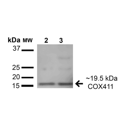 Western Blot - Anti-COX IV Antibody (A304966) - Antibodies.com