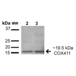 Western Blot - Anti-COX IV Antibody (A304966) - Antibodies.com