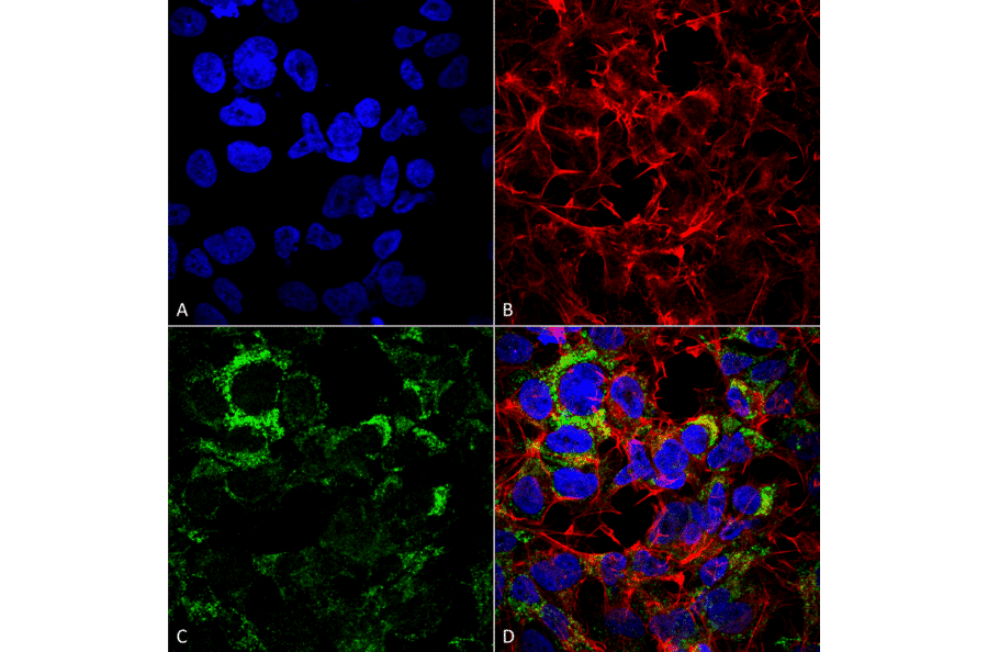 Immunocytochemistry/Immunofluorescence - Anti-COX IV Antibody (A304966) - Antibodies.com