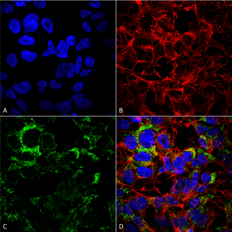 Immunocytochemistry/Immunofluorescence - Anti-COX IV Antibody (A304966) - Antibodies.com