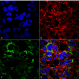 Immunocytochemistry/Immunofluorescence - Anti-COX IV Antibody (A304966) - Antibodies.com