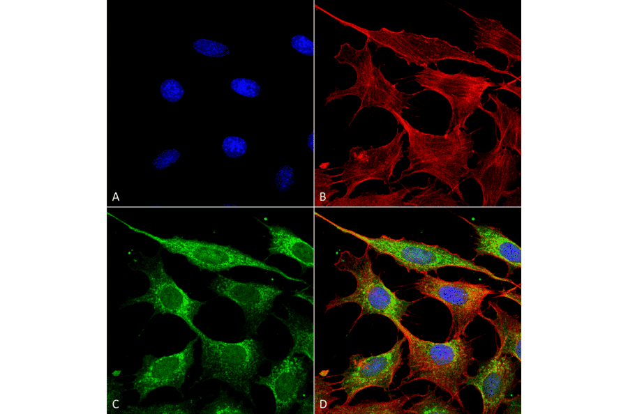 Immunocytochemistry/Immunofluorescence - Anti-COX IV Antibody (A304966) - Antibodies.com