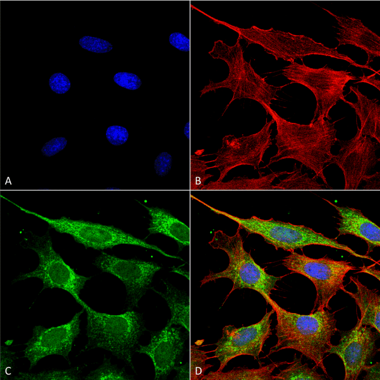 Immunocytochemistry/Immunofluorescence - Anti-COX IV Antibody (A304966) - Antibodies.com