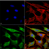 Immunocytochemistry/Immunofluorescence - Anti-COX IV Antibody (A304966) - Antibodies.com