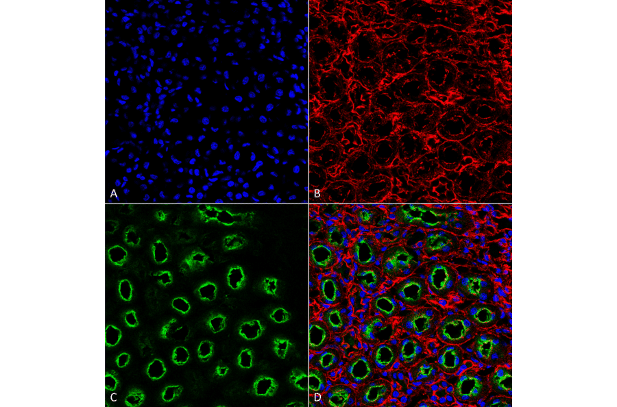 Immunohistochemistry - Anti-NKCC2 Antibody (A304968) - Antibodies.com