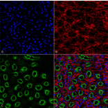 Immunohistochemistry - Anti-NKCC2 Antibody (A304968) - Antibodies.com