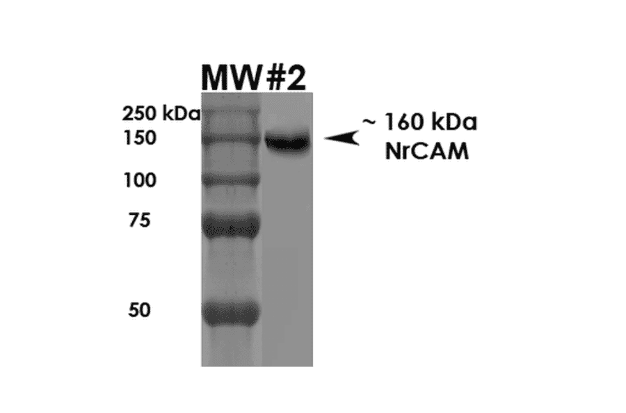 Western Blot - Anti-NrCAM Antibody [S364-51] (A304970) - Antibodies.com