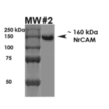 Western Blot - Anti-NrCAM Antibody [S364-51] (A304970) - Antibodies.com