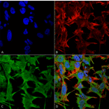 Immunocytochemistry/Immunofluorescence - Anti-NrCAM Antibody [S364-51] (A304970) - Antibodies.com