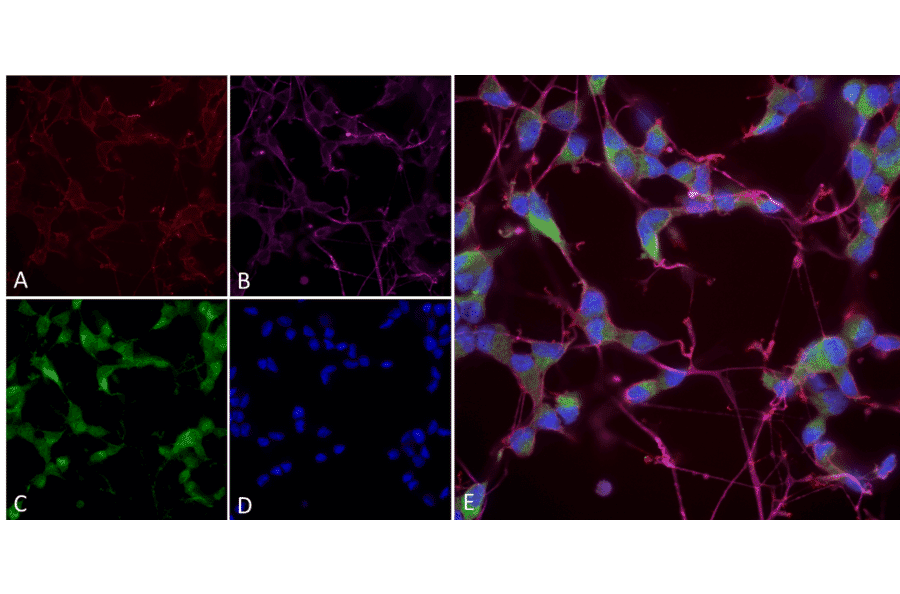 Immunocytochemistry/Immunofluorescence - Anti-NOS1 Antibody [J23] (A304971) - Antibodies.com