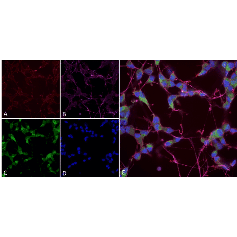 Immunocytochemistry/Immunofluorescence - Anti-NOS1 Antibody [J23] (A304971) - Antibodies.com