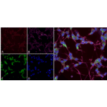 Immunocytochemistry/Immunofluorescence - Anti-NOS1 Antibody [J23] (A304971) - Antibodies.com