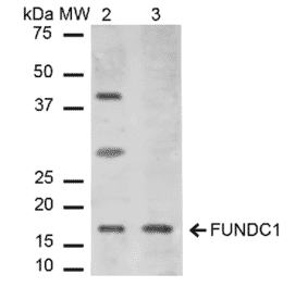 Western Blot - Anti-FUNDC1 Antibody (A304972) - Antibodies.com