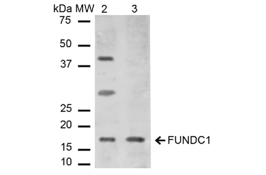 Western Blot - Anti-FUNDC1 Antibody (A304972) - Antibodies.com