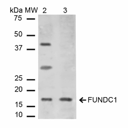 Western Blot - Anti-FUNDC1 Antibody (A304972) - Antibodies.com