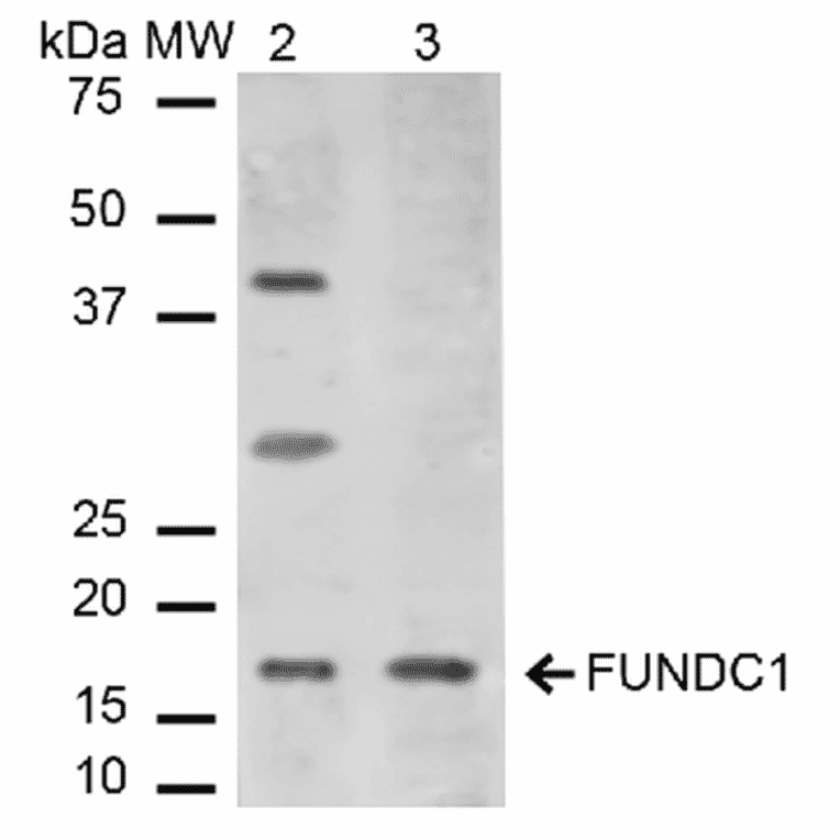 Western Blot - Anti-FUNDC1 Antibody (A304972) - Antibodies.com