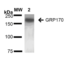 Western Blot - Anti-ORP150 Antibody [6E3-2C3] (A304973) - Antibodies.com
