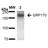 Western Blot - Anti-ORP150 Antibody [6E3-2C3] (A304973) - Antibodies.com