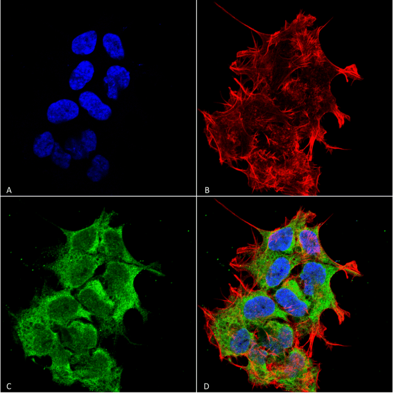 Immunocytochemistry/Immunofluorescence - Anti-ORP150 Antibody [6E3-2C3] (A304973) - Antibodies.com