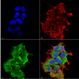 Immunocytochemistry/Immunofluorescence - Anti-ORP150 Antibody [6E3-2C3] (A304973) - Antibodies.com
