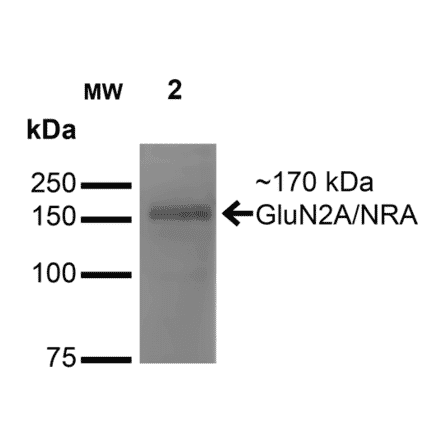 Western Blot - Anti-NMDAR2A Antibody [S327-95] (A304974) - Antibodies.com