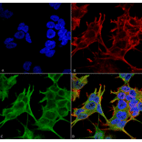 Immunocytochemistry/Immunofluorescence - Anti-NMDAR2A Antibody [S327-95] (A304974) - Antibodies.com