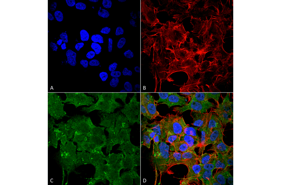 Immunocytochemistry/Immunofluorescence - Anti-NMDAR2A Antibody [S327A-38] (A304975) - Antibodies.com