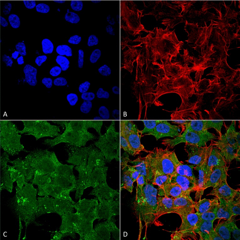 Immunocytochemistry/Immunofluorescence - Anti-NMDAR2A Antibody [S327A-38] (A304975) - Antibodies.com