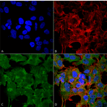 Immunocytochemistry/Immunofluorescence - Anti-NMDAR2A Antibody [S327A-38] (A304975) - Antibodies.com