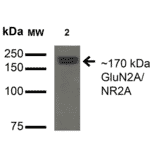 Western Blot - Anti-NMDAR2A Antibody [S327A-38] (A304975) - Antibodies.com