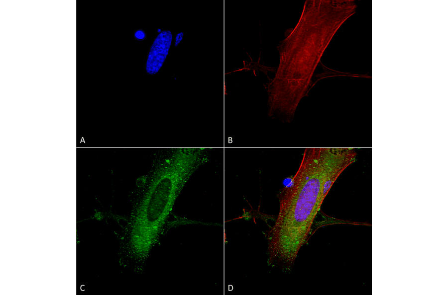 Immunocytochemistry/Immunofluorescence - Anti-NMDAR2A Antibody [S327A-38] (A304975) - Antibodies.com