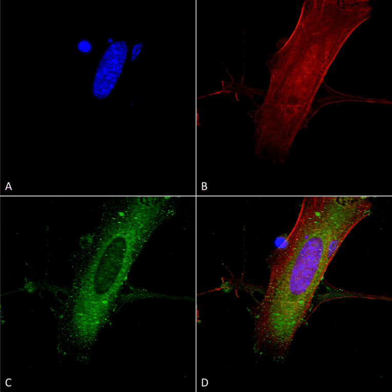Immunocytochemistry/Immunofluorescence - Anti-NMDAR2A Antibody [S327A-38] (A304975) - Antibodies.com