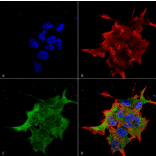 Immunocytochemistry/Immunofluorescence - Anti-NALCN Antibody [S187-7] (A304977) - Antibodies.com