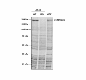 Western Blot - Anti-DENND4C Antibody [3E8] (A304978) - Antibodies.com