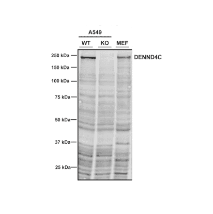 Western Blot - Anti-DENND4C Antibody [3E8] (A304978) - Antibodies.com