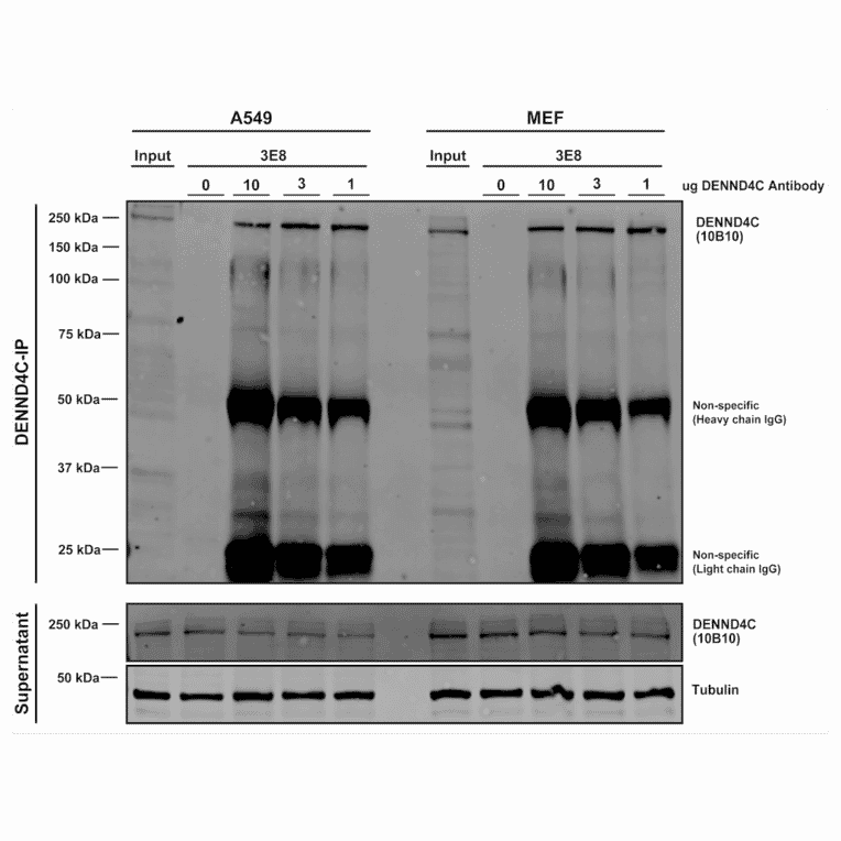 Immunoprecipitation - Anti-DENND4C Antibody [3E8] (A304978) - Antibodies.com