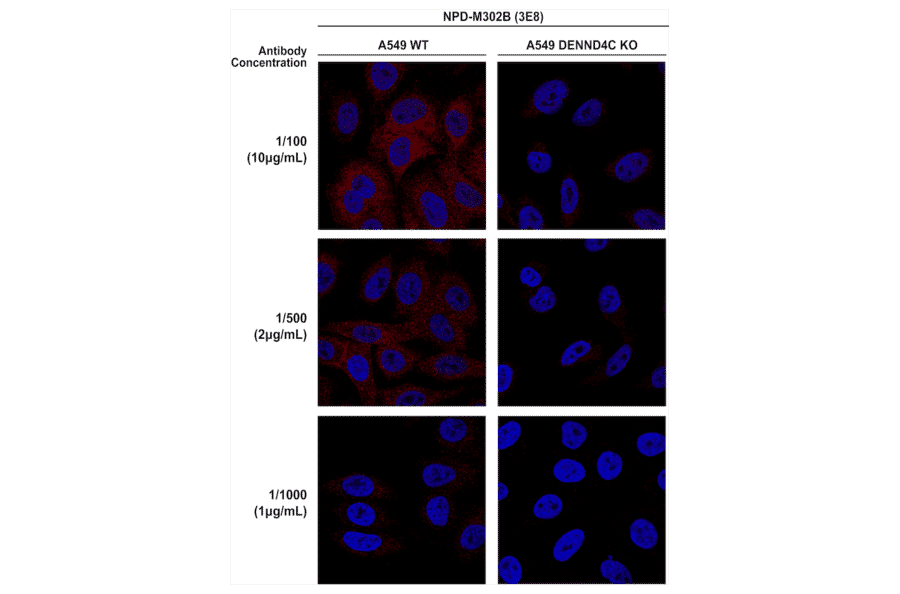 Immunocytochemistry/Immunofluorescence - Anti-DENND4C Antibody [3E8] (A304978) - Antibodies.com