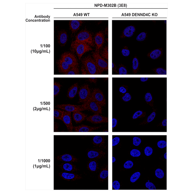 Immunocytochemistry/Immunofluorescence - Anti-DENND4C Antibody [3E8] (A304978) - Antibodies.com