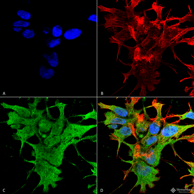 Immunocytochemistry/Immunofluorescence - Anti-Dicer Antibody [S167-7] (A304979) - Antibodies.com