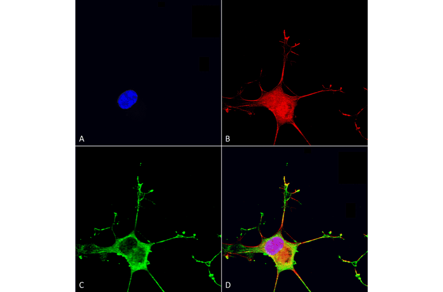 Immunocytochemistry/Immunofluorescence - Anti-Dicer Antibody [S167-7] (A304979) - Antibodies.com