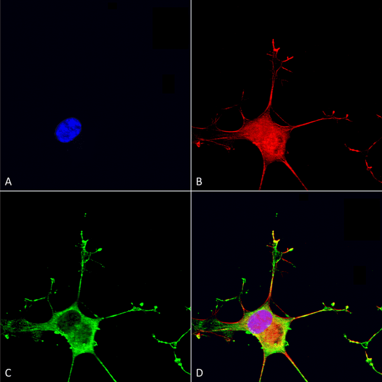 Immunocytochemistry/Immunofluorescence - Anti-Dicer Antibody [S167-7] (A304979) - Antibodies.com