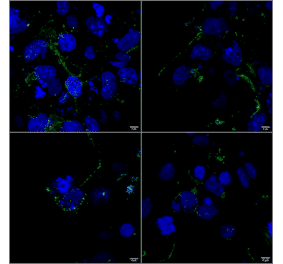 Immunocytochemistry/Immunofluorescence - Anti-LRP4 Antibody [S207-27] (A304980) - Antibodies.com
