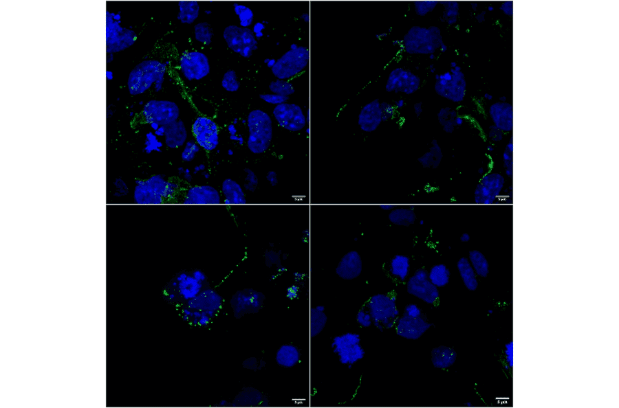 Immunocytochemistry/Immunofluorescence - Anti-LRP4 Antibody [S207-27] (A304980) - Antibodies.com