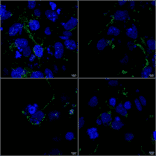 Immunocytochemistry/Immunofluorescence - Anti-LRP4 Antibody [S207-27] (A304980) - Antibodies.com