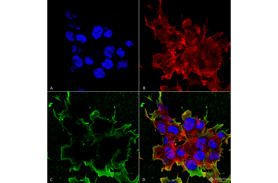 Immunocytochemistry/Immunofluorescence - Anti-LRP4 Antibody [S207-27] (A304980) - Antibodies.com